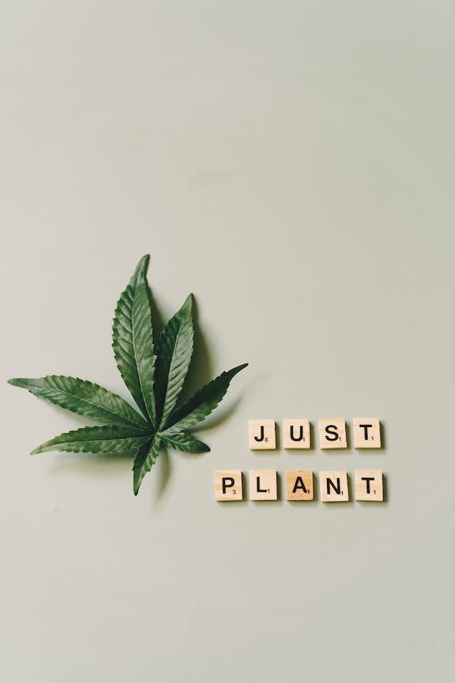 Les Merveilles du Cannabis : 10 Utilisations Surprenantes