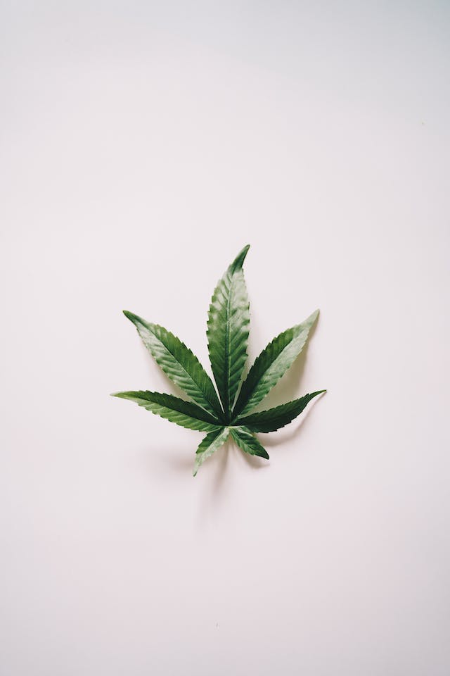 Cultiver Votre Propre Cannabis : Conseils et Astuces
