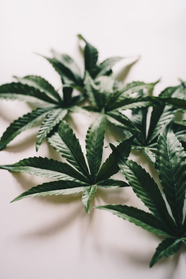 Cannabis et Technologie : L'Explosion des Innovations dans l'Industrie de la Marijuana
